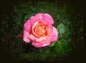 Picture Title - Morning Pink Rose