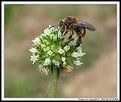 Picture Title - Small Bee (Pequena Abelha)