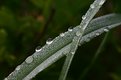 Picture Title - Droplets