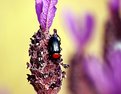 Picture Title - .: Lavanda II:.