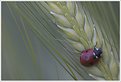Picture Title - Ladybird on Barley