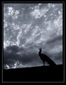 Picture Title - Peahen Sunset