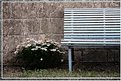 Picture Title - Sitting and Flowers