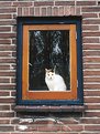 Picture Title - Cat In Window