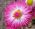 Picture Title - Flower from my garden