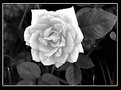 Picture Title - Rose