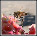 Picture Title - Bee Flight (Vôo da Abelha)