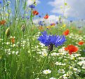 Picture Title - cornflower-blue