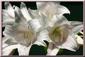 Picture Title - Crinum Lily Bunch