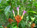 Picture Title - Flower, Brazil