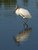 Wood Stork