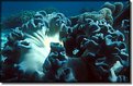 Picture Title - Soft Coral