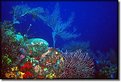 Picture Title - Palancar Reef