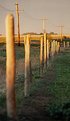 Picture Title - Fence at Sunset