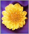 Picture Title - Yellow Dahlia