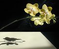 Picture Title - Sunny Orchids