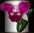 ***Cattleya***