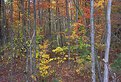 Picture Title - Fall foliage in New England