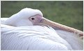 Picture Title - Pelican