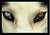 Charming eye`s