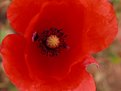 Picture Title - Papaver rhoeas L.