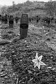 Picture Title - Srebrenica # 11