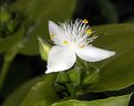 Picture Title - Heart Shaped Stamen