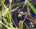 Picture Title - frog