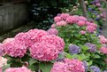 Picture Title - Hydrangea 2