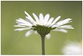 Picture Title - Impressions of a Daisy