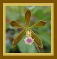 Picture Title - Encyclia tampensis