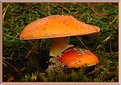 Picture Title - Amanita Muscaria