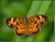 Pearl Crescent Butterfly