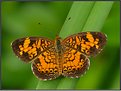 Picture Title - Pearl Crescent Butterfly