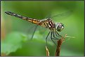 Picture Title - Blue Dasher (Female)