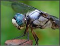 Picture Title - Great Blue Skimmer (Male)