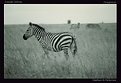 Picture Title - Amidst Zebras: Tanzania