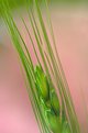 Picture Title - Grass Abstract...