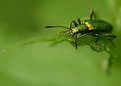 Picture Title - Green Bug