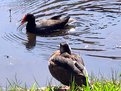 Picture Title - Ducks
