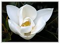 Picture Title - sweet magnolia