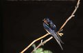 Picture Title - Barn Swallow #1