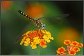 Picture Title - Blue Dasher (Female)