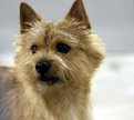 Picture Title - Norwich Terrier