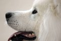 Picture Title - Samoyed