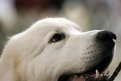 Picture Title - Great Pyrenees