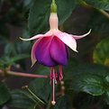 Picture Title - Fuschia II