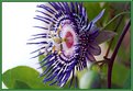 Picture Title - Passion flower