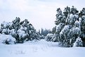 Picture Title - snow