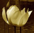Picture Title - Lotus FLower